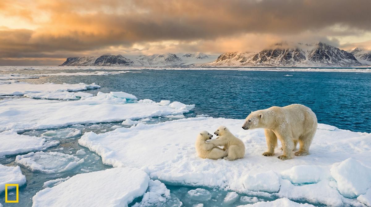91抖阴北极熊视频